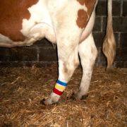 Метка опозновательная 25х300мм оранжевый